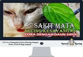 Check spelling or type a new query. 10 Cara Mengobati Mata Kucing Dengan Daun Sirih Paling Ampuh
