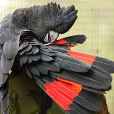 Red Tailed Black Cockatoo Birds Tattoo Beautiful Birds Pet Birds