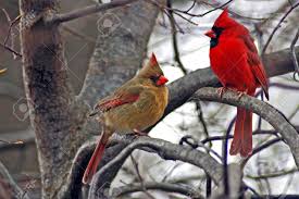 Two cardinal love birds perched on a tree limb, both the male and the female in the springtime. A Picture Of Male And Female Cardinal In The Winter In Indiana Stock Photo Picture And Royalty Free Image Image 2784730