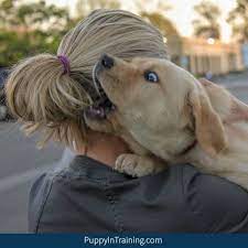If that doesn't work, stand up and/or walk away. The Ultimate Guide How To Stop A Puppy From Biting And Nipping