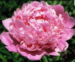 Apply 2 to 4 inches of straw mulch over the cleaned beds. Herbaceous Peonies In Colorado Julie S Projects
