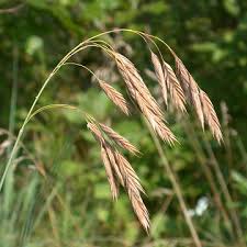 Image result for Bromus  kalmii