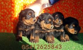 Macar Rottweiler 05412625843 Yavru Kopek Rottweiler