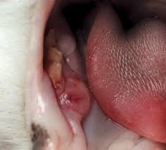 Feline calicivirus is a highly contagious virus that causes a mild to severe respiratory infection and oral disease in cats. A Review Of Feline Oral Squamous Cell Carcinoma
