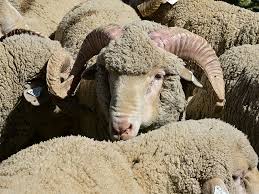Rambouillet sheep quick profile overview. Annual Sheep Sale Held For New Agricultural Research And Extension Center University Of Nevada Reno