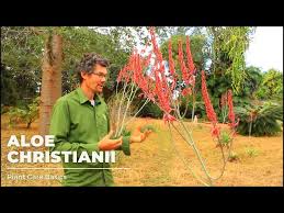 Image result for Aloe christianii
