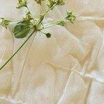 Image result for Helinus integrifolius