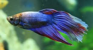 Table of contents tanda ikan laga stress wujud adalah disebabkan cara menjaga. Cara Memanjangkan Ekor Ikan Cupang Dengan Cepat