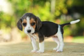 We aim to help dog owners effortlessly choose the best dog supplies on the market. Getting Puppy To Gain Weight Weight Gain Guide Houndgames