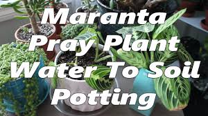 Prayer plants love humidity and will really thrive in areas with lots of ambient moisture in the air. Maranta Prayer Plant Water To Soil Potting Youtube