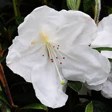 Rhododendron Fragrantissimum A Fragrant Rhododendron Nurseries Online