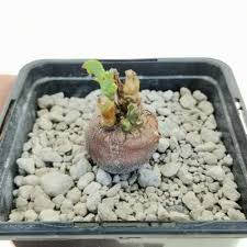 Image result for Euphorbia platyrrhiza