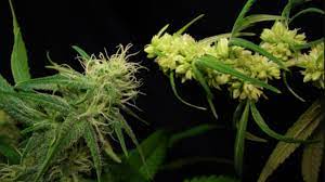 Cannabis Plant How To Know If My Marijuana Plant Is Male Or Female Cbdmania Eu