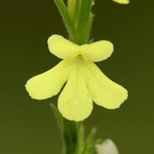 Image result for Striga asiatica