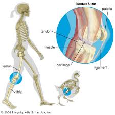 Human leg muscles diagram human leg muscle diagram anatomy body diagram. Knee Students Britannica Kids Homework Help
