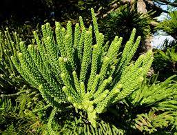 Image result for Araucariaceae