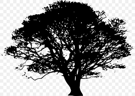 Tree silhouette 5, volume 1 printed with. Tree Oak Silhouette Giant Sequoia Png 800x581px Tree Bigleaf Maple Black And White Branch Drawing Download