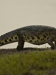 How Fast Do Crocs Run On Land? - Playbite
