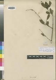 Image result for Strychnos henningsii