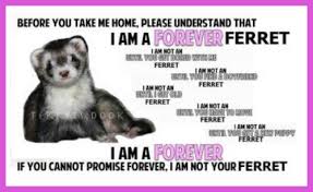 information about the ferret as a pet