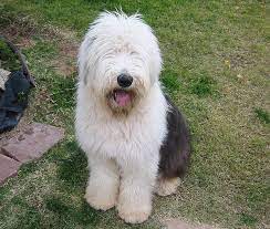 Such A Carefree Existence Old English Sheepdog Irish Dog Sheepdog