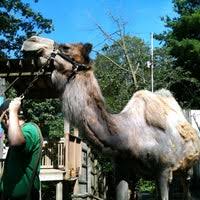 Are you buying the camel in africa, middle east, india or australia. Camel Ride Now Closed Theme Park Ride Attraction In West Philadelphia