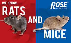 Rats will leave droppings where they tend to eat. How To Get Rid Of Rats And Mice Rose Pest Solutions