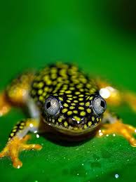 Image result for Holothrix nyasae