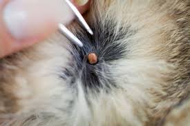 Collection by kadrosale • last updated 6 days ago. How To Remove A Tick From A Cat What Ticks Look Like On A Cat