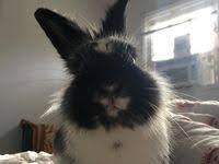 Skylar S Magical Talking Dwarf Lionhead Rabbit R J Funnybunny Though He Prefers To Be Called Sir Reginald He Wa Lionhead Rabbit Lionhead Bunny Landseer Dog