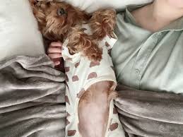 犬 腕 枕