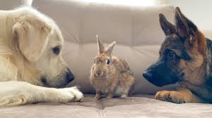 Check spelling or type a new query. Golden Retriever And German Shepherd Puppy Play With Bunny Sam For The First Time Youtube