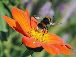 The bumble bee watch app is the best way to learn and engage with bumble bees around you and to contribute sightings to this important citizen science project. Bumblebee Conservation Trust Launches App What S That Bumblebee