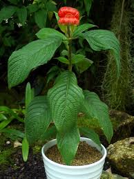 Image result for Psychotria vogeliana