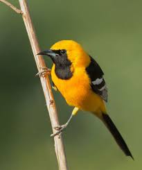 Birds Of The Southwest United States Hooded Oriole Icterus Cucullatus Southwest United States To Mexico Birds Orioles Bird Watchers