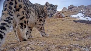 In captivity, they can easily live up to 25 years as well! Biodiversity Snow Leopards With Dr Lingyun Xiao News Xi An Jiaotong Liverpool University Xjtlu