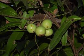Image result for Garcinia punctata