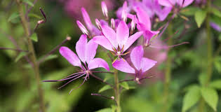 Image result for Cleome stricta