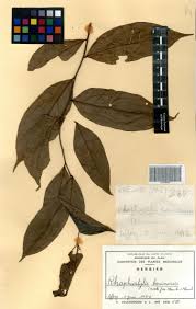 Image result for Rhaphiostylis beninensis