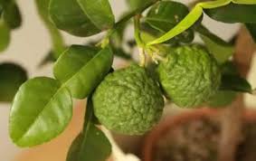 Gurney's has the largest assortment of fruit trees. Looking After Citrus Trees In The Uk Winter