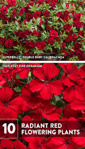 Full sun or part shade flower color: 10 Radiant Red Plants Red Plants Red Perennials Red Flowers Garden