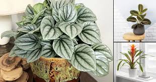 Maybe you would like to learn more about one of these? 22 Plants That Grow Without Sunlight India Gardening