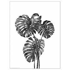 Bild Poster Monstera Ikea Monstera Hanging Wall Art Poster
