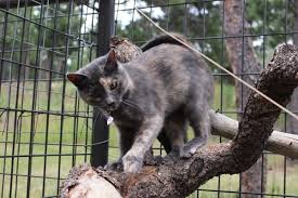 Is a nonprofit org located in black forest, co. Wild Blue Cats Animal Shelters 5975 Burgess Rd Colorado Springs Co Phone Number Yelp