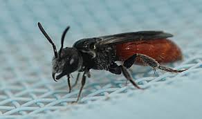 Distinguished from bees by their smooth, rather than hairy, bodies; Seeing Red Bug Squad Anr Blogs