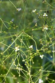 Image result for Alismataceae