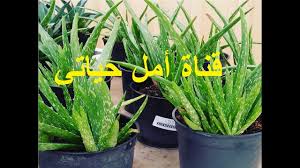 سيروم فيتامين e وسيروم اليوفيرا وسي من مارك روشان. Ø§Ù„Ø­ÙˆØ§Ø³ÙŠØ¨ Ø§Ù„ØµØºÙŠØ±Ø© Ø§Ù„Ø§Ù†Ø²Ù„Ø§Ù‚ Ø¬Ø§Ù†Ø¨ Ø²Ø±Ø§Ø¹Ø© Ø§Ù„Ø£Ù„ÙˆÙÙŠØ±Ø§ ÙÙŠ Ø§Ù„Ù…Ù†Ø²Ù„ Alhashim Partners Com