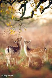 صور غزال Cute Animal Pictures Autumn Animals Nature Animals