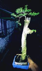 Image result for Premna mooiensis