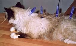 La Clipnose Comment Immobiliser Un Chat Avec Une Pince A Linge Effervesciences Info